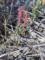 Struthiola ciliata