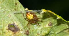Araneus quadratus