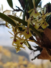 Epidendrum lignosum