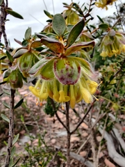 Pimelea suaveolens