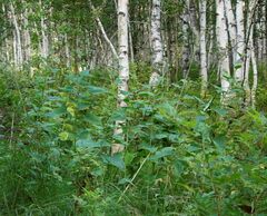 Parasenecio hastatus