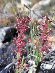 Struthiola ciliata