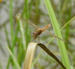Crocothemis servilia