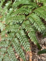 Pteridium esculentum