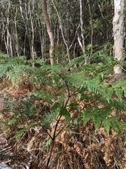 Pteridium esculentum