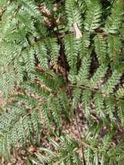 Pteridium esculentum