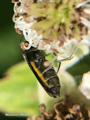 Oedemera