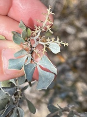 Searsia glauca