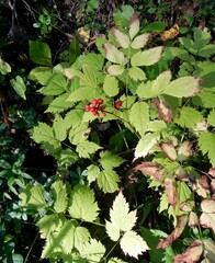 Actaea erythrocarpa