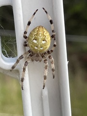 Araneus quadratus