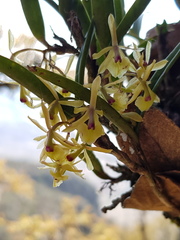 Epidendrum lignosum