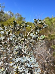 Searsia glauca