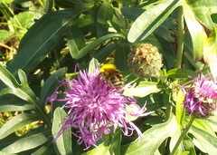 Bombus modestus