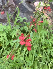 Stachys coccinea