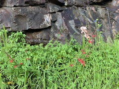 Stachys coccinea