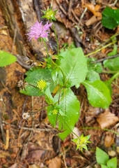 Knautia dipsacifolia