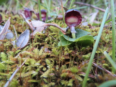 Corybas diemenicus