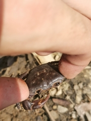 Chinapotamon maolanense