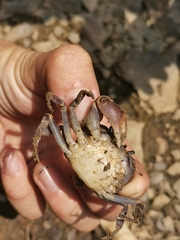 Chinapotamon maolanense