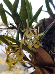 Epidendrum lignosum