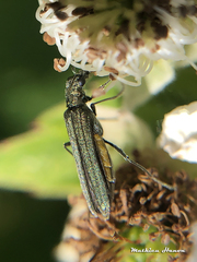 Oedemera