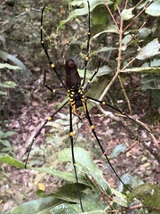 Nephila pilipes
