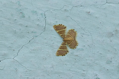 Hastina pluristrigata