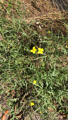 Diplotaxis tenuifolia