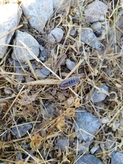 Porcellio ornatus