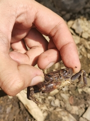 Chinapotamon maolanense