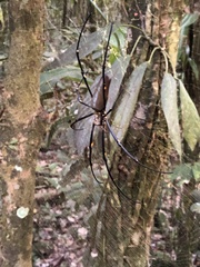 Nephila pilipes