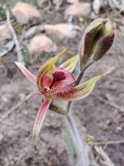 Caladenia discoidea