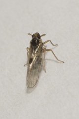 Laodelphax striatella