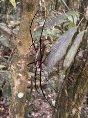 Nephila pilipes