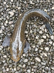 Channa striata
