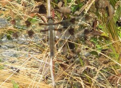 Libellula pulchella