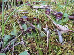 Corybas diemenicus