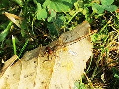 Sympetrum flaveolum