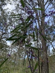 Hardenbergia violacea