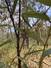 Hardenbergia violacea