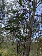 Hardenbergia violacea