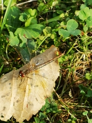 Sympetrum flaveolum