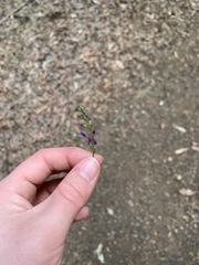 Hardenbergia violacea