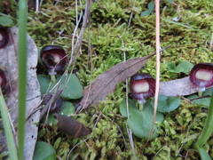 Corybas diemenicus
