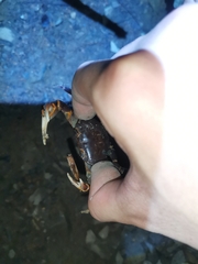 Chinapotamon maolanense