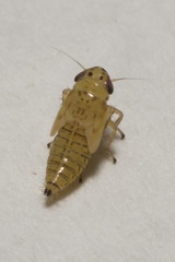 Macrosteles