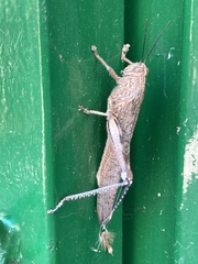 Anacridium aegyptium