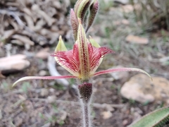 Caladenia discoidea