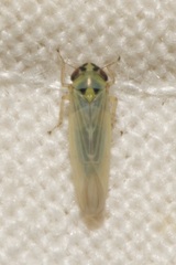 Macrosteles