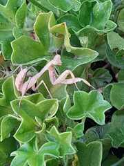 Sphodromantis viridis